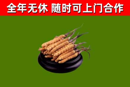 鲤城烟酒回收冬虫夏草.jpg